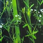 Galium palustre Habit