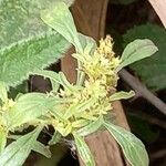 Amaranthus thunbergii Gyümölcs