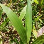 Axonopus compressus Leaf