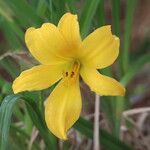 Hemerocallis middendorffii Kvet