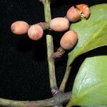 Struthanthus orbicularis Fruto