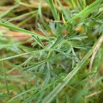 Epikeros pyrenaeus 葉