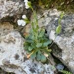 Arabis collina Hábitos