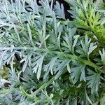 Lepidium didymum 葉