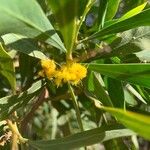 Acacia retinodes Flor