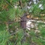 Pinus sibirica Blatt