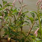 Persicaria senegalensis Hábito