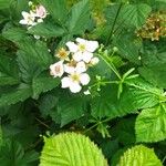 Rubus argutus ᱵᱟᱦᱟ
