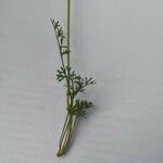 Seseli annuum Blatt