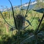 Dipsacus fullonumFloare