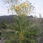 Sonchus canariensis Blüte