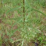 Grindelia lanceolata Συνήθη χαρακτηριστικά