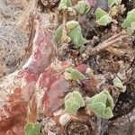 Sterculia africana Bark