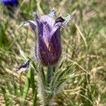 Pulsatilla montana Bloem