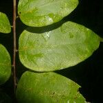 Phyllanthus skutchii Deilen