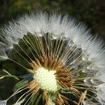 Taraxacum sect. Taraxacum Frukt