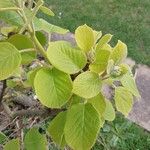 Actinidia deliciosa Hoja
