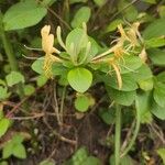 Lonicera japonicaFlor