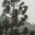 Pinus strobus Yaprak