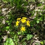 Chrysopsis mariana Flower