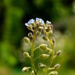 Myosotis arvensis Kwiat