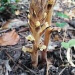 Orobanche hederae Flower