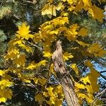 Acer cappadocicum পাতা