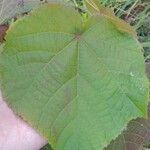 Dombeya wallichii Leaf