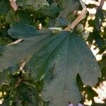 Hibiscus syriacus Лист