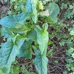 Arum italicum Blad