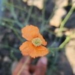 Papaver armeniacum