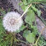 Taraxacum cucullatiforme 果実