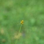 Carex cephalophora Квітка