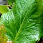 Bergenia crassifolia Leaf