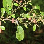 Davilla nitida Meyve
