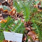 Polystichum acrostichoides ഇല