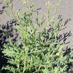 Senecio viscosus Облик