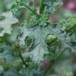 Anisodontea scabrosa Leaf