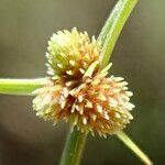 Cyperus subsquarrosus Fruit