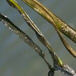 Zostera marina Bark