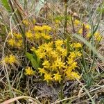 Sedum acreFlower