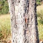 Myracrodruon urundeuva Corteza