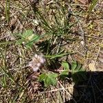 Hydrophyllum capitatum Blomma