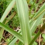 Tridens flavus Feuille