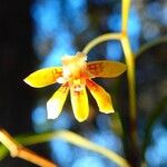 Dendrobium finetianum Flower