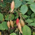 Rosa multibracteata Fruit