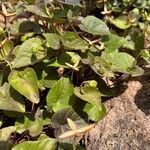 Viola labradorica Leaf