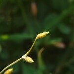 Fimbristylis aestivalis Fruit