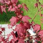 Acer palmatum叶