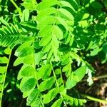 Astragalus cicer 葉